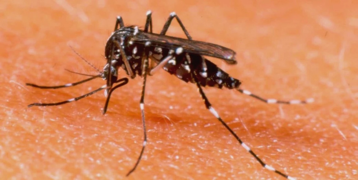 Chikungunya en la ciudad de Santa Fe